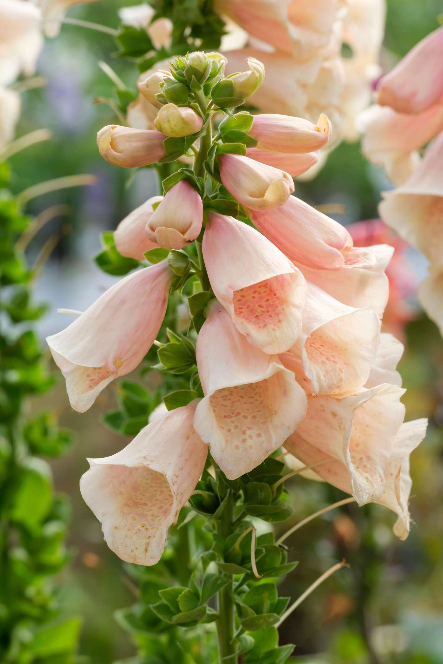 Fingerhut 'Dalmatian Peach' (Samen)