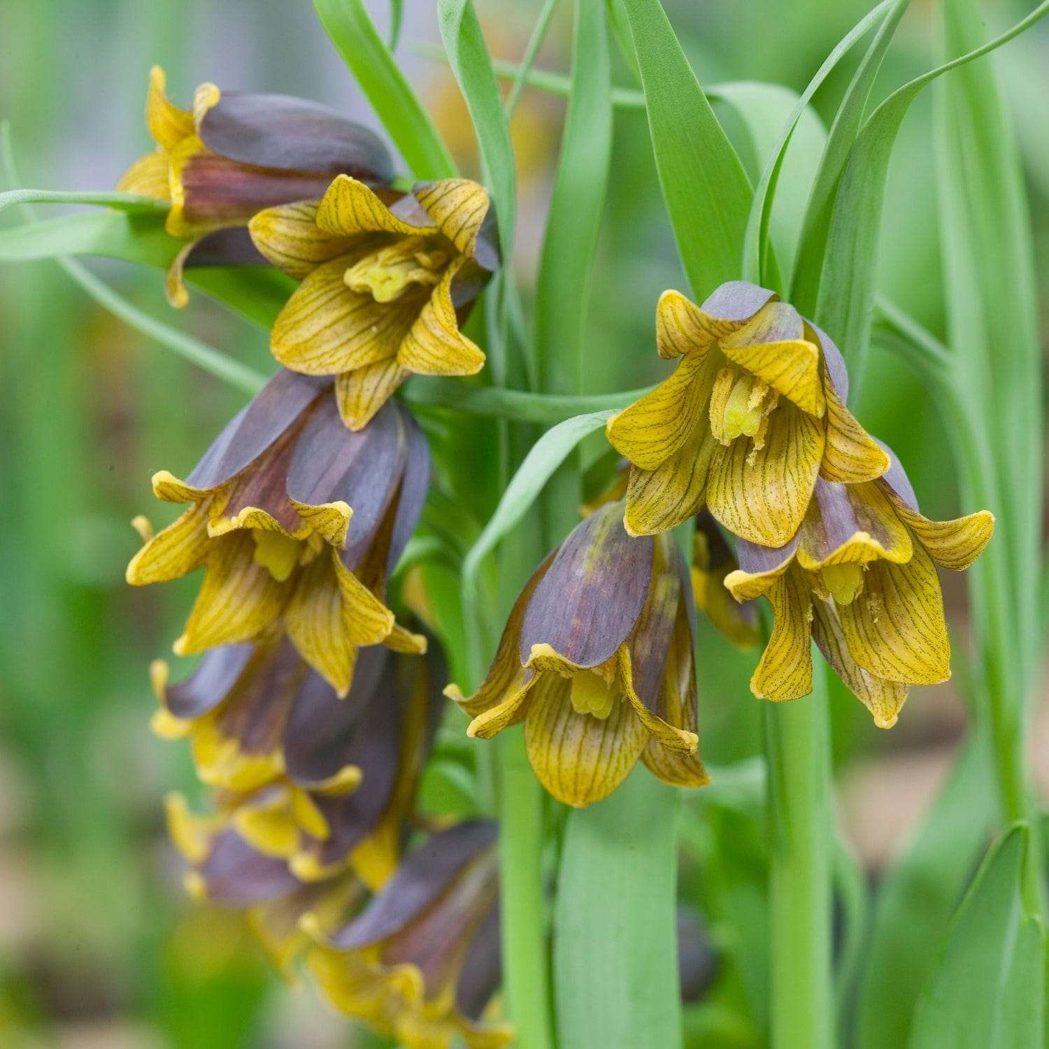 Fritillaria — Schachblume