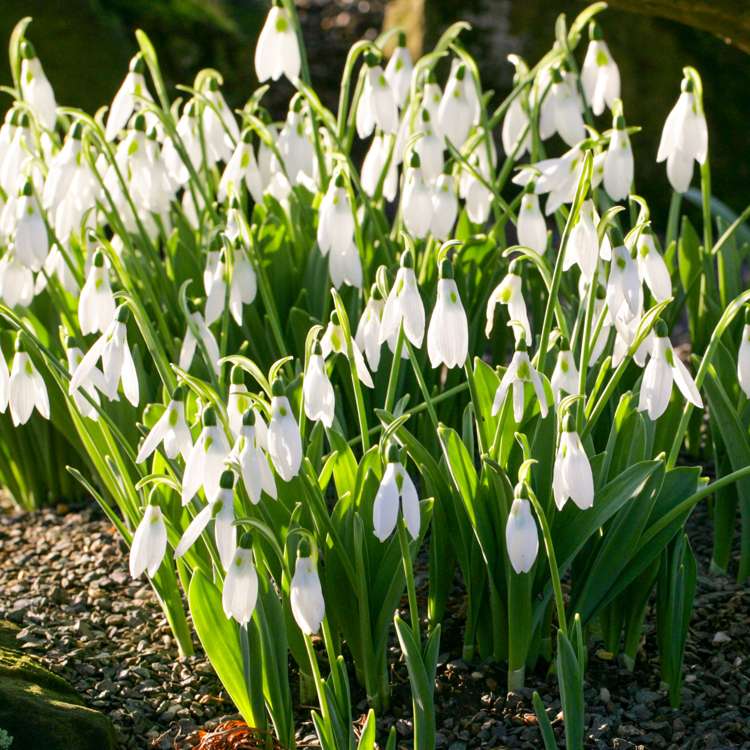 Schneeglöckchen (Galanthus) 'Elwesii'