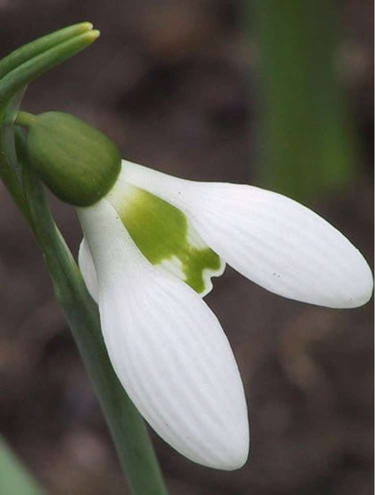 Schneeglöckchen (Galanthus) 'Elwesii'