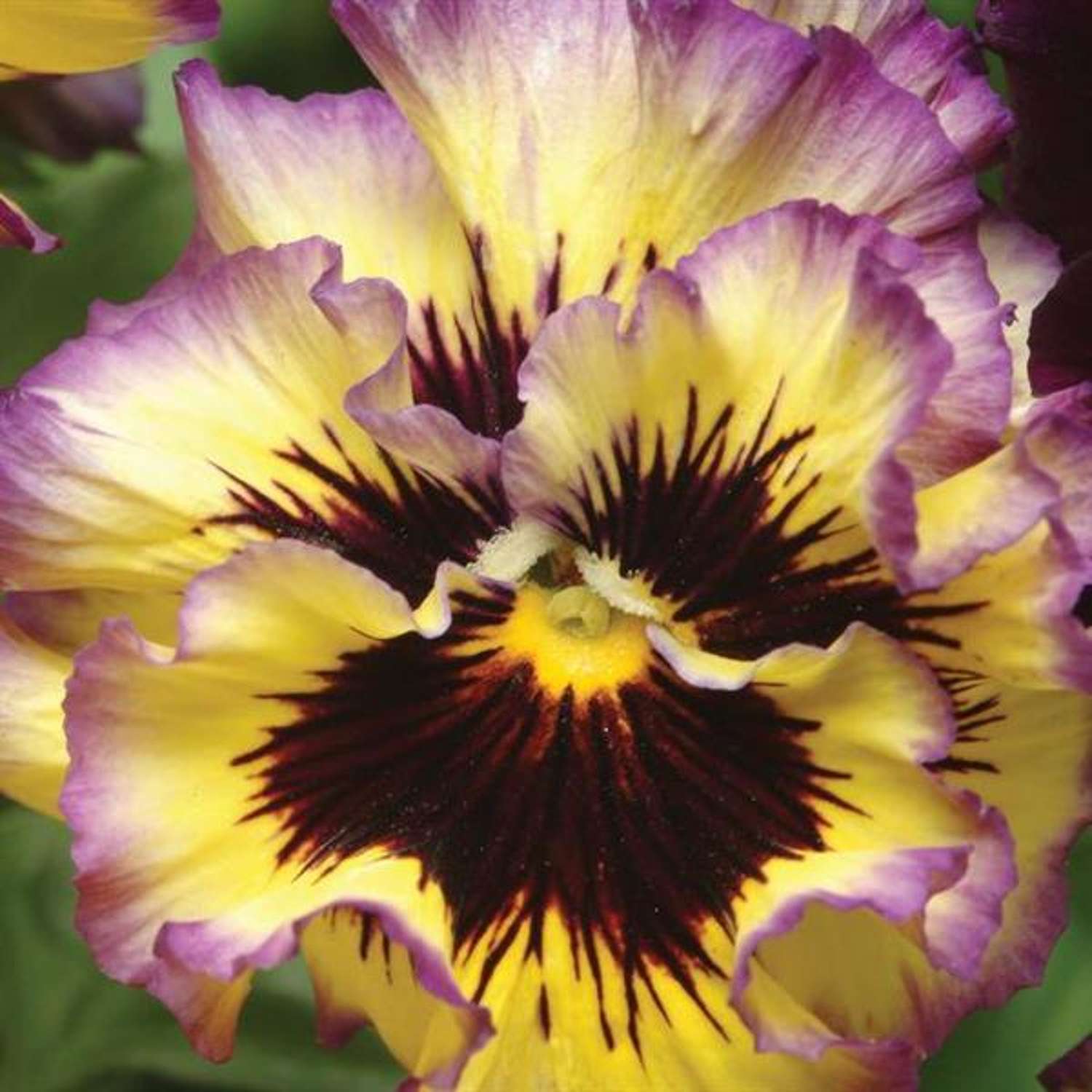 Gefülltes Stiefmütterchen 'Ruffled Pansy Lemonberry' (Samen)