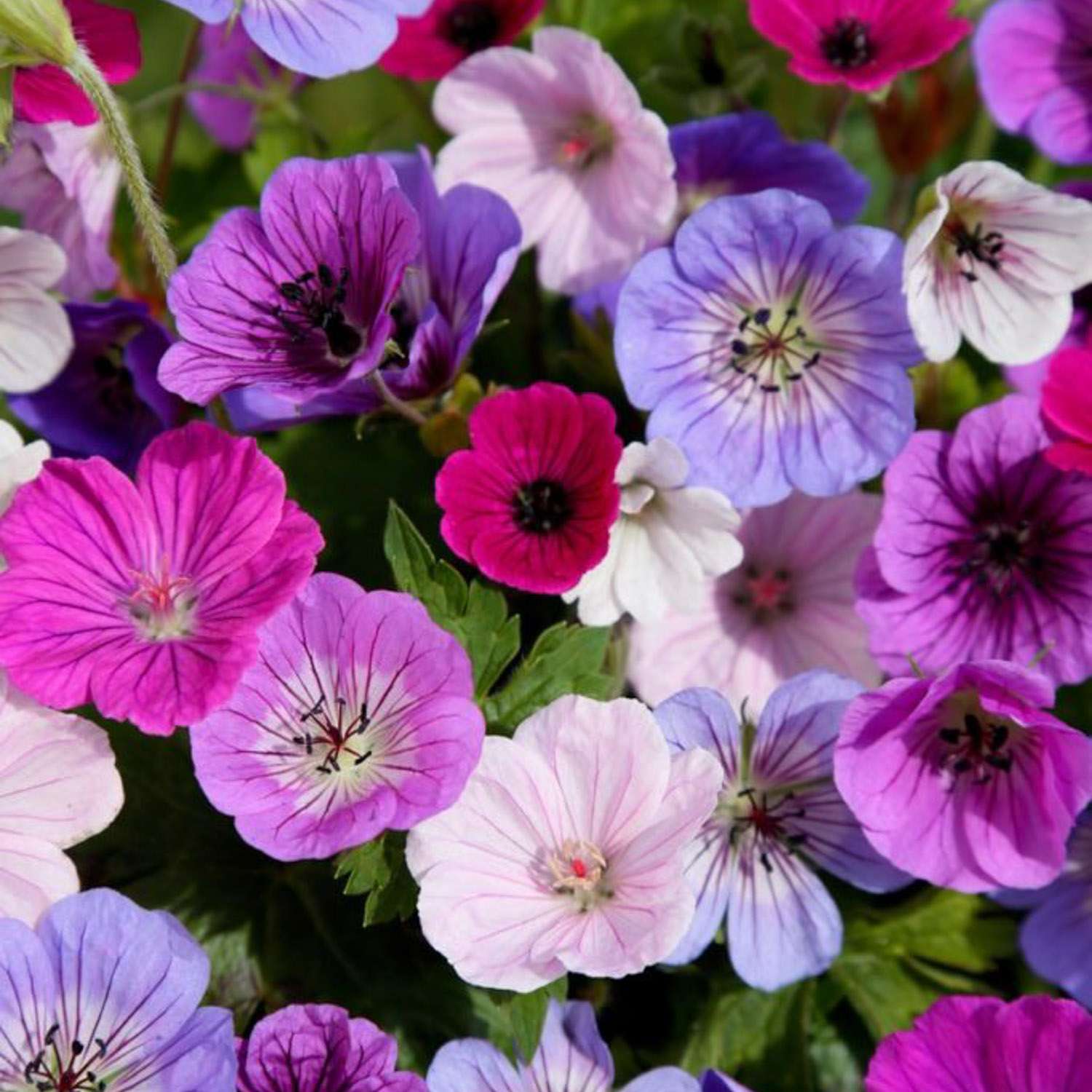 Geranie ‘Breeders Mix'
