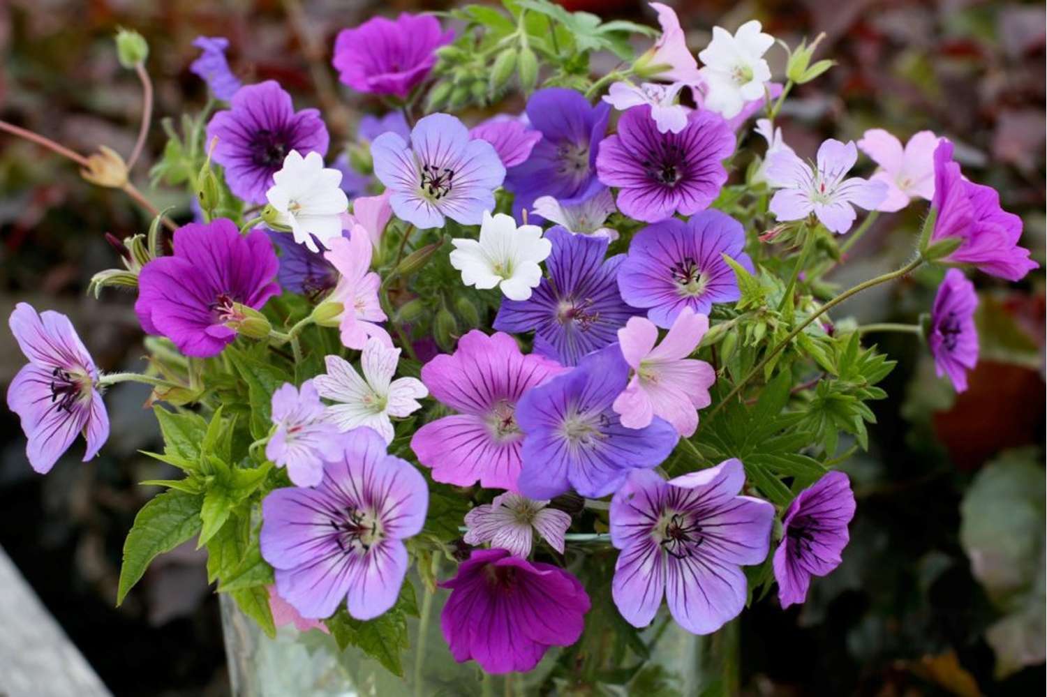Geranie ‘Breeders Mix'