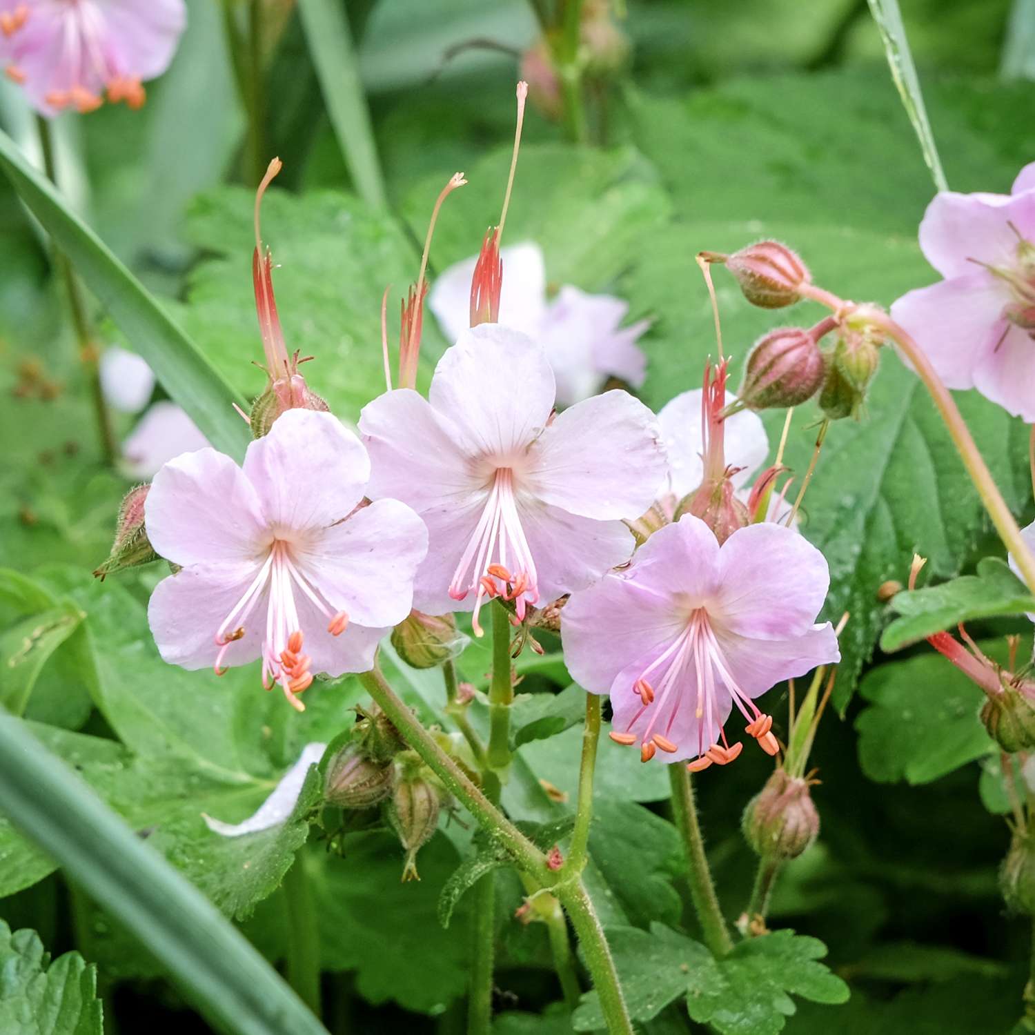 Geranie ‘Ingwersen's Variety’