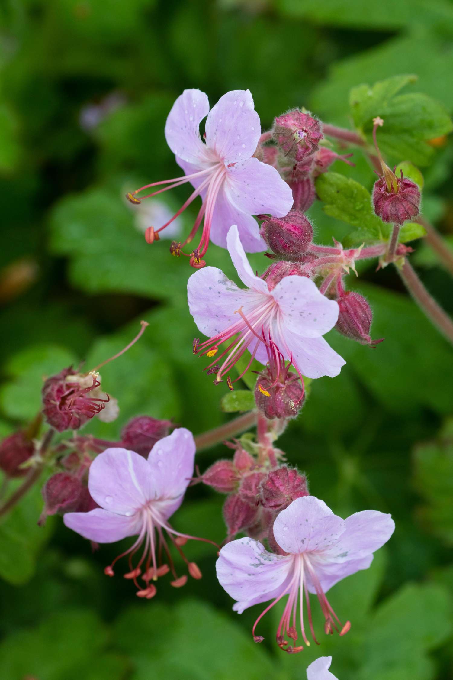 Geranie ‘Ingwersen's Variety’
