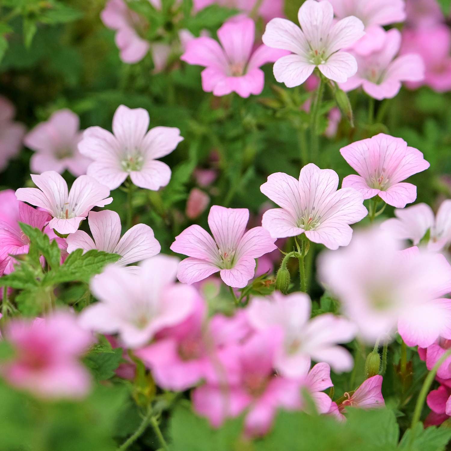 Geranie ‘Rose Clair’