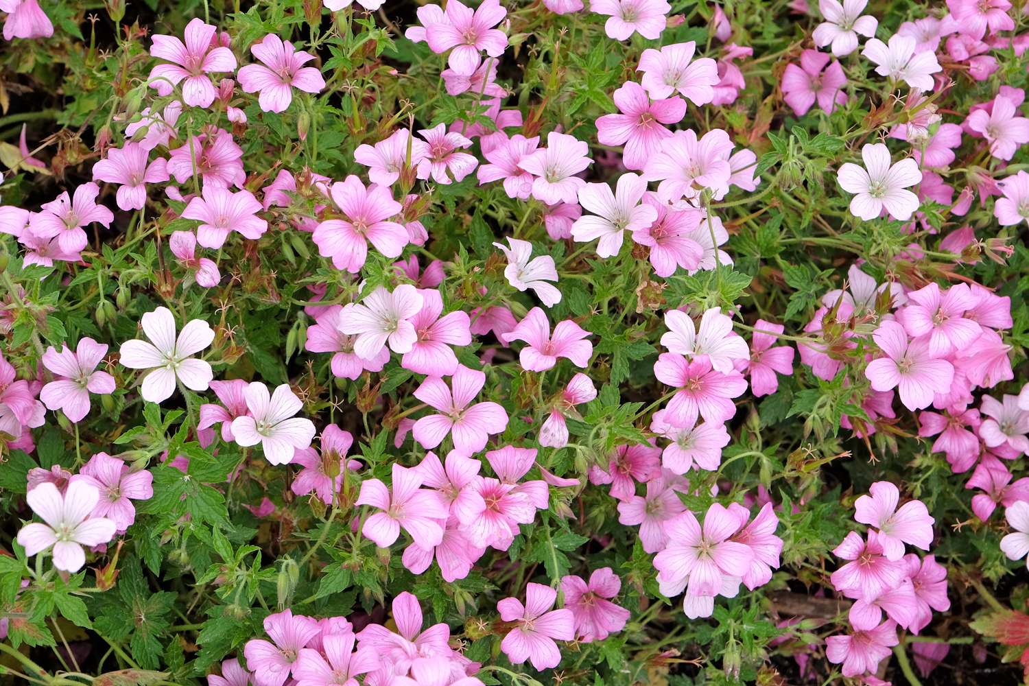 Geranie ‘Rose Clair’