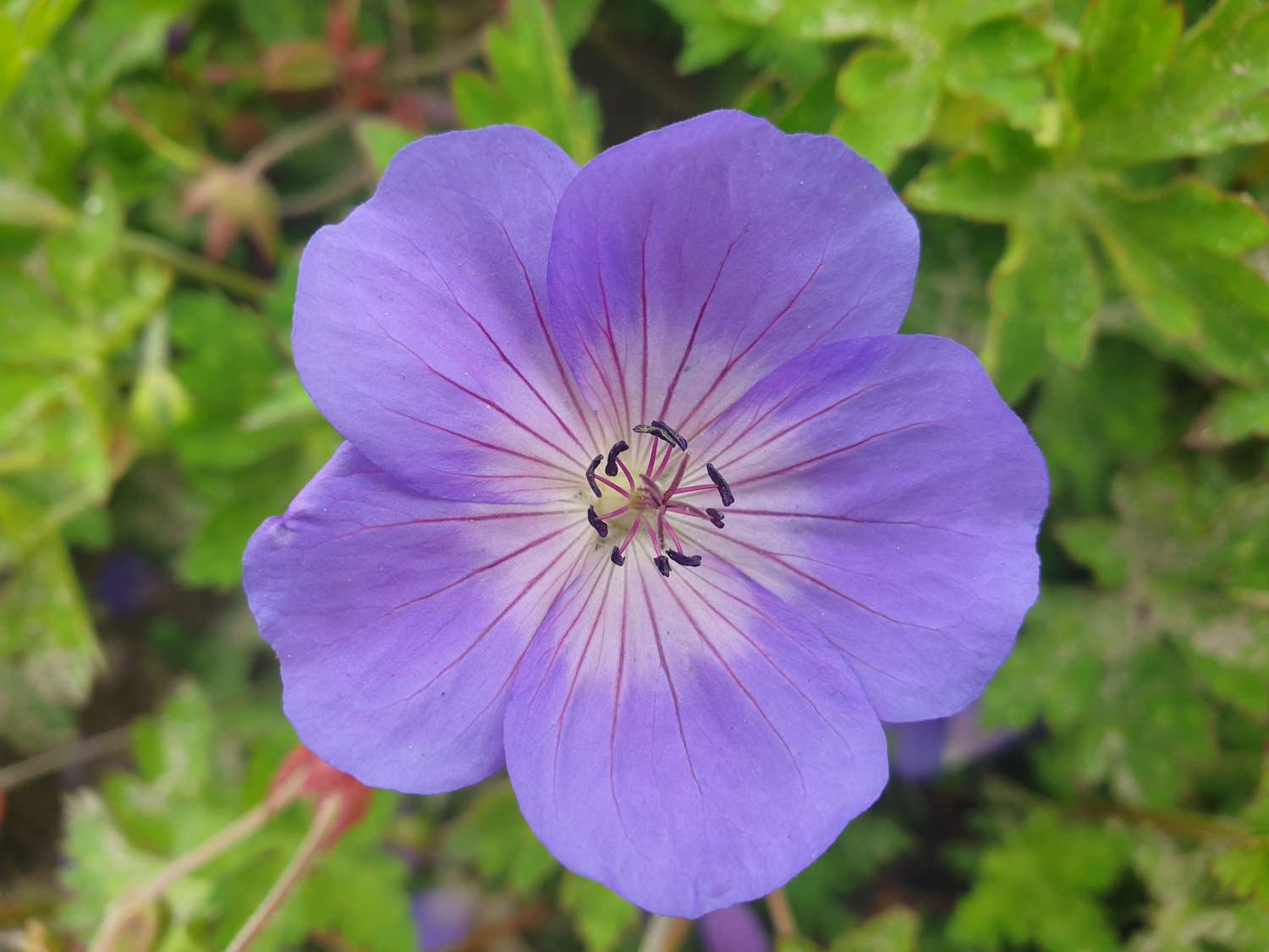 Geranie ‘Rozanne’