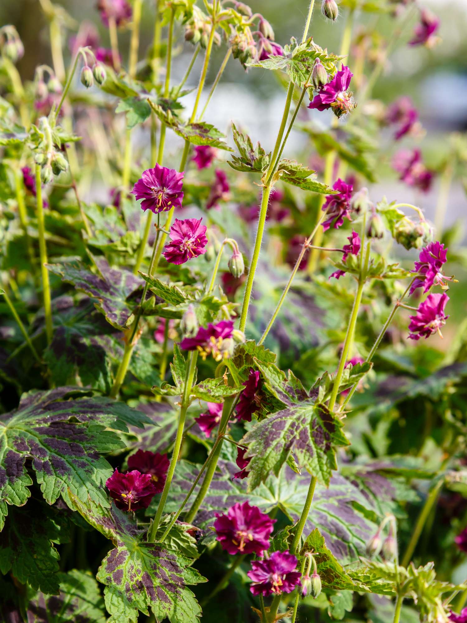 Geranie ‘Samobor’