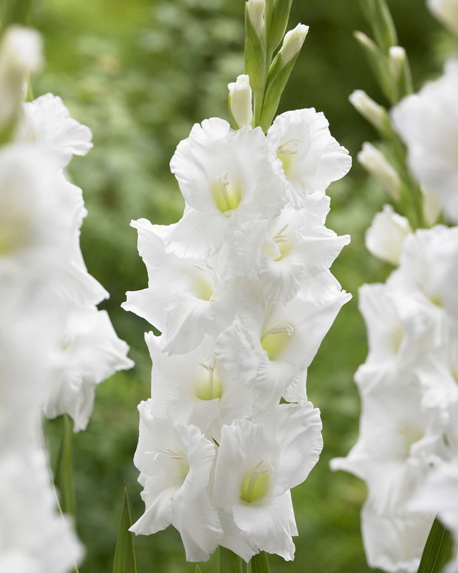 Gladiole 'Essential'