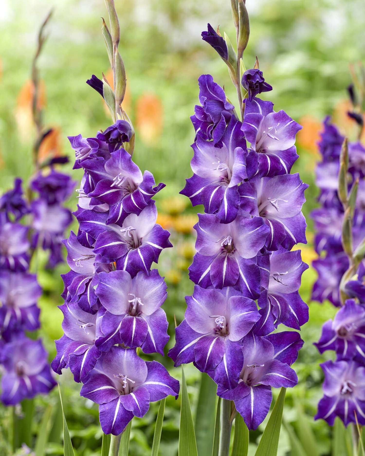 Gladiole 'Hallowy'
