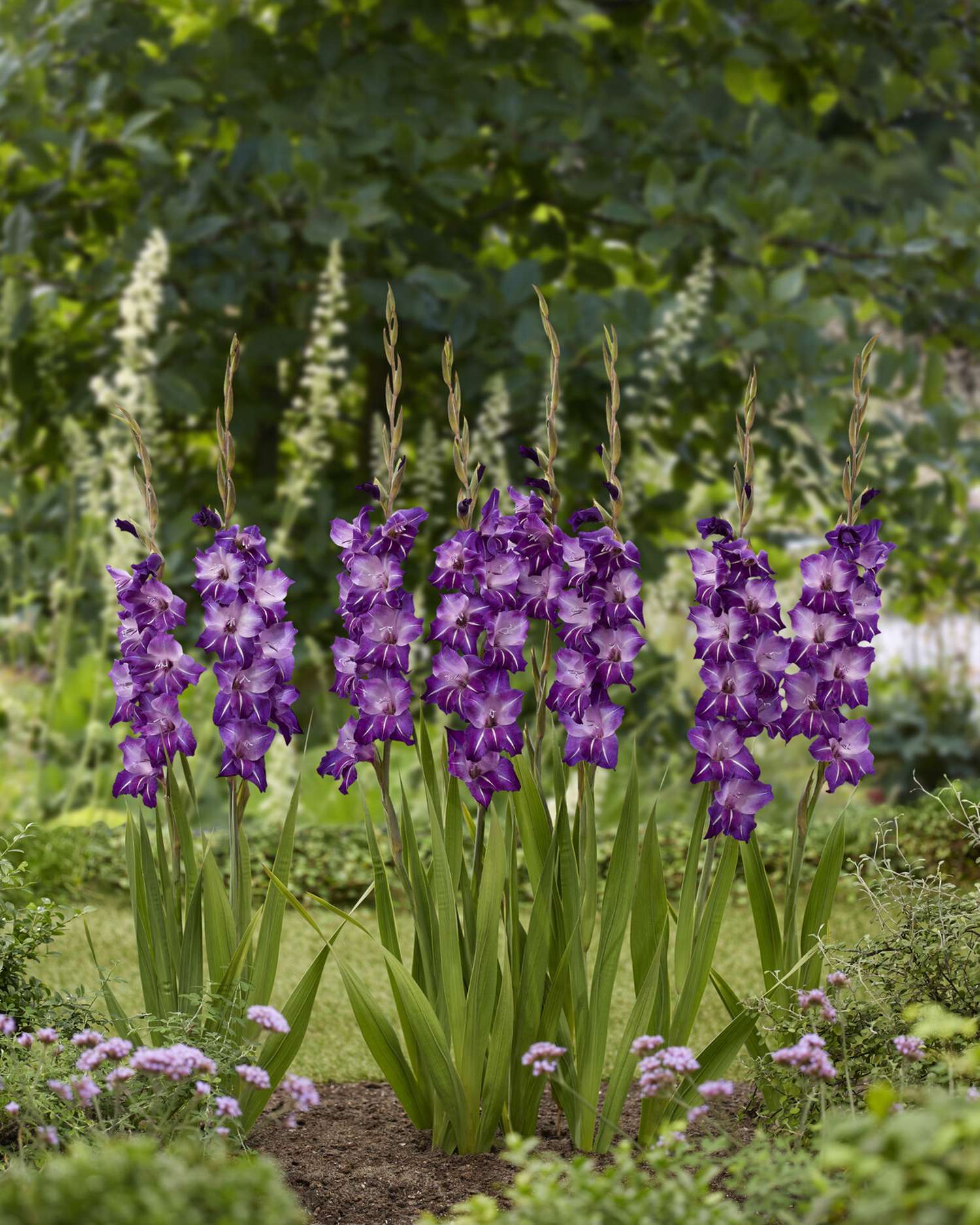 Gladiole 'Hallowy'