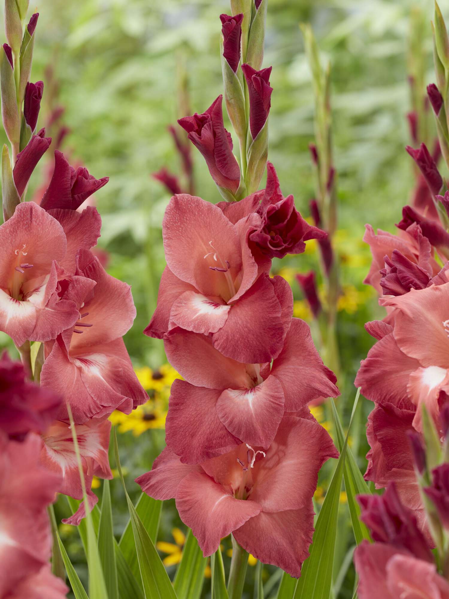 Gladiole 'Indian Summer'