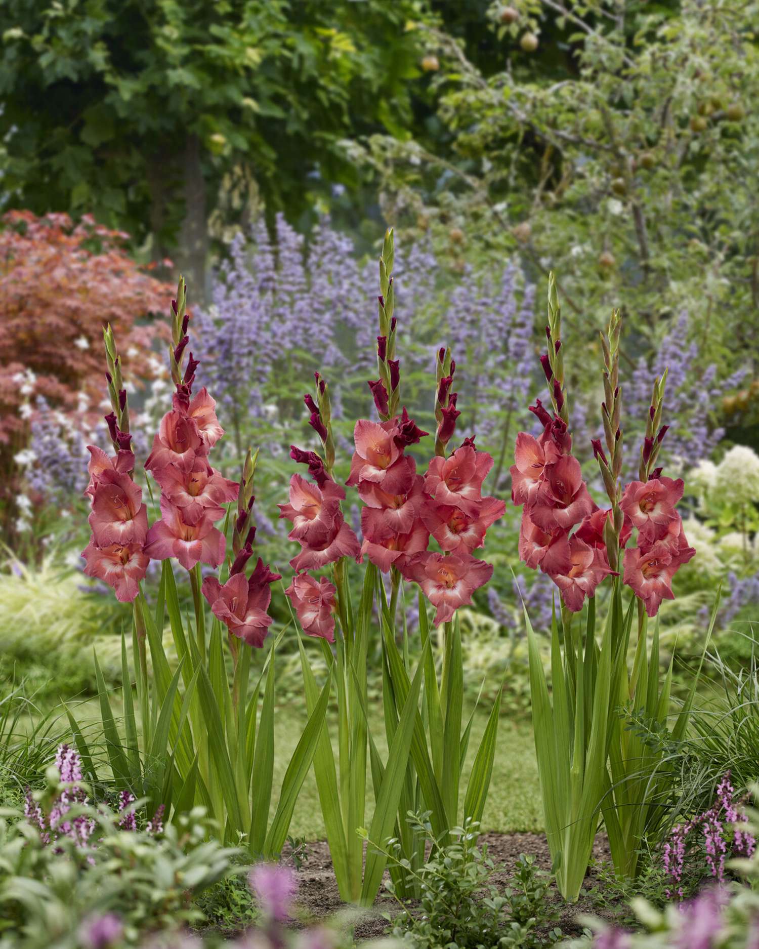 Gladiole 'Indian Summer'