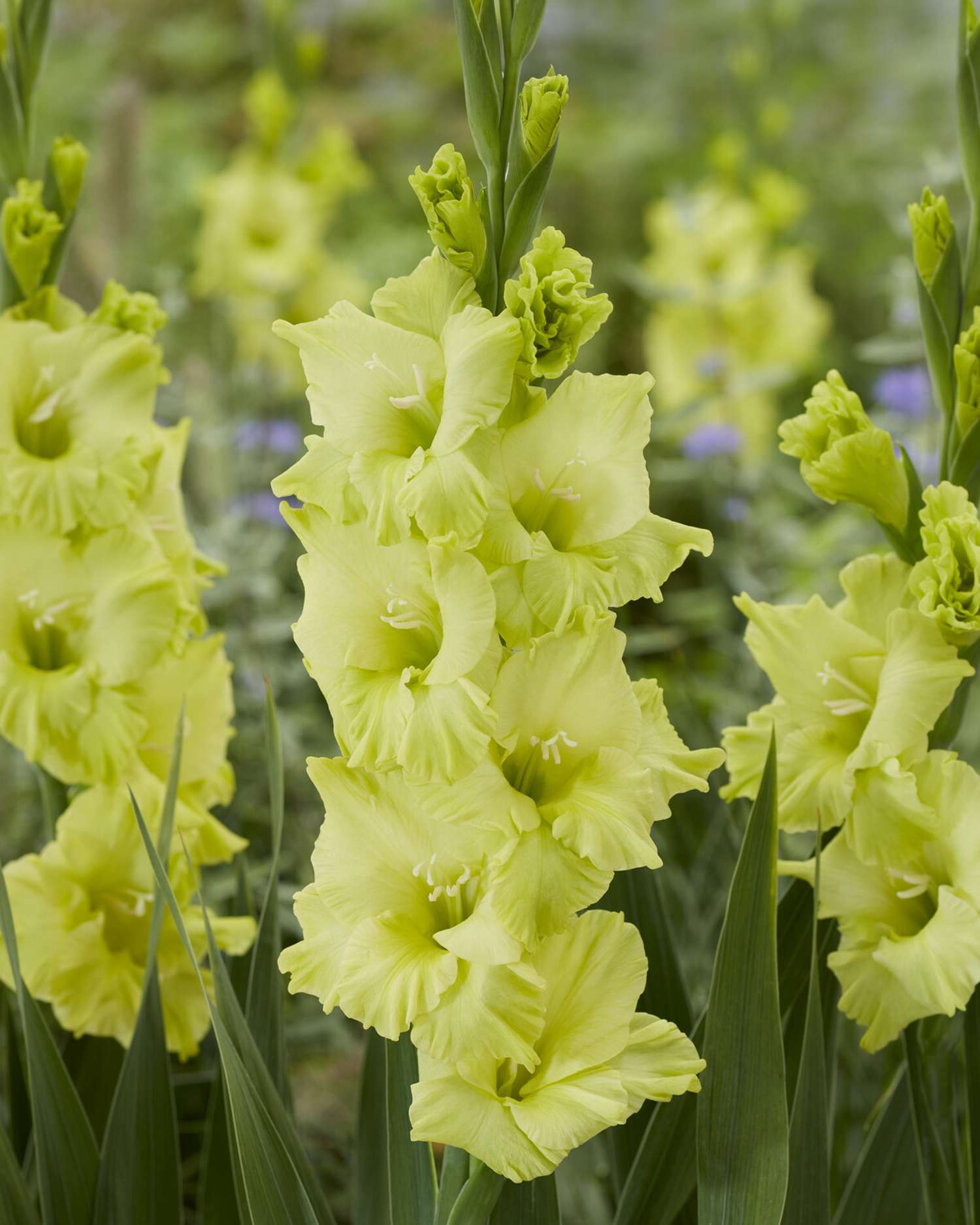 Gladiole 'Kio'