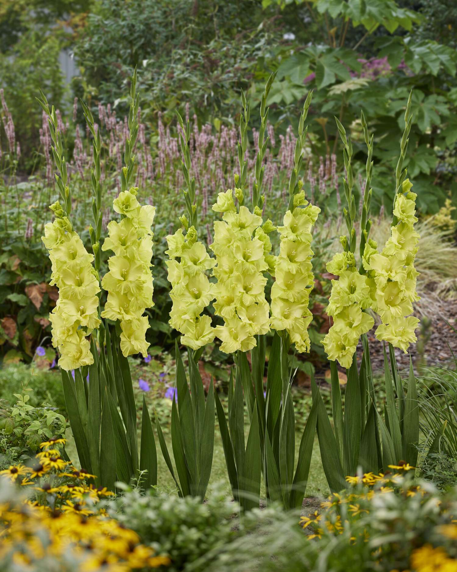 Gladiole 'Kio'