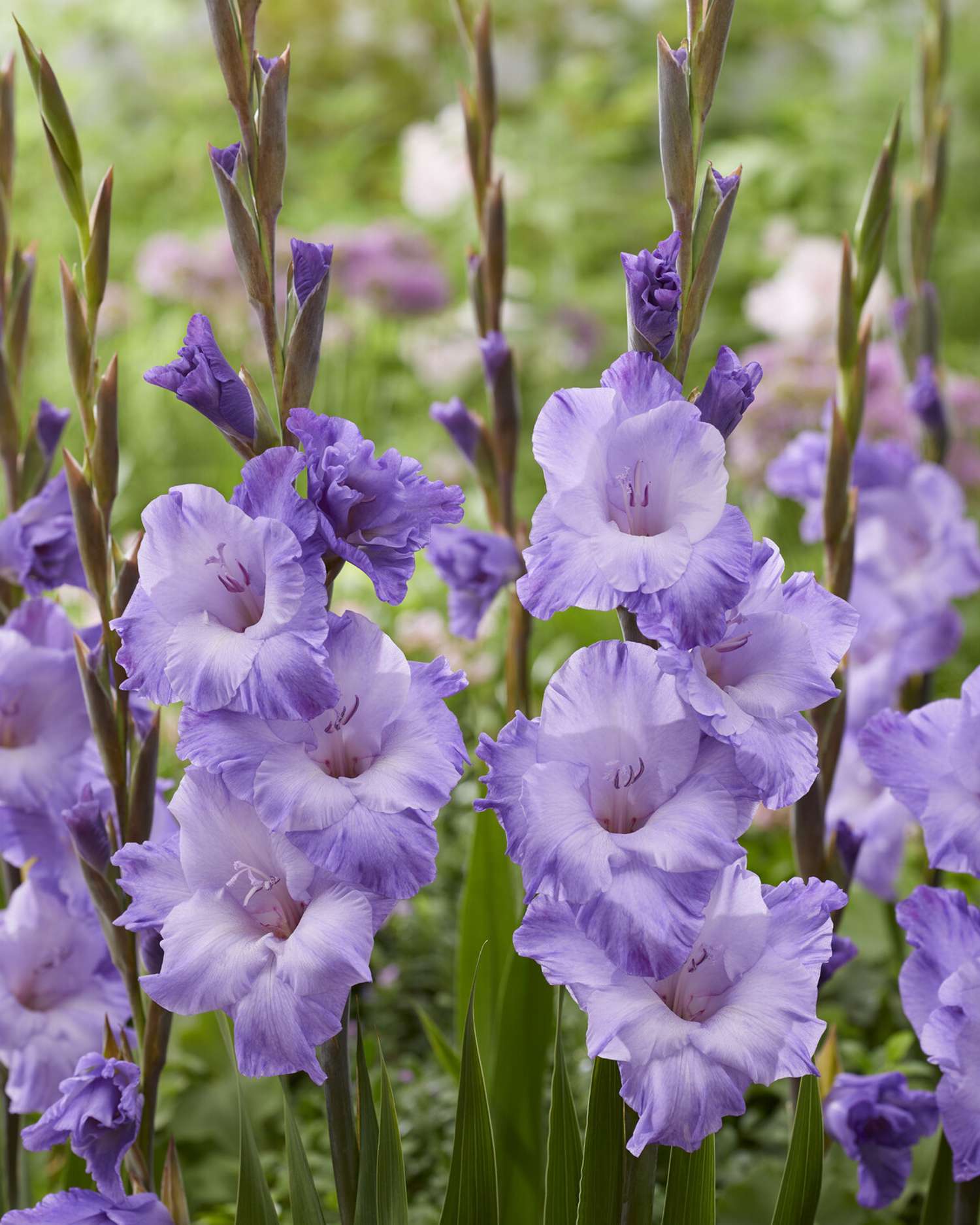 Gladiole 'Milka'