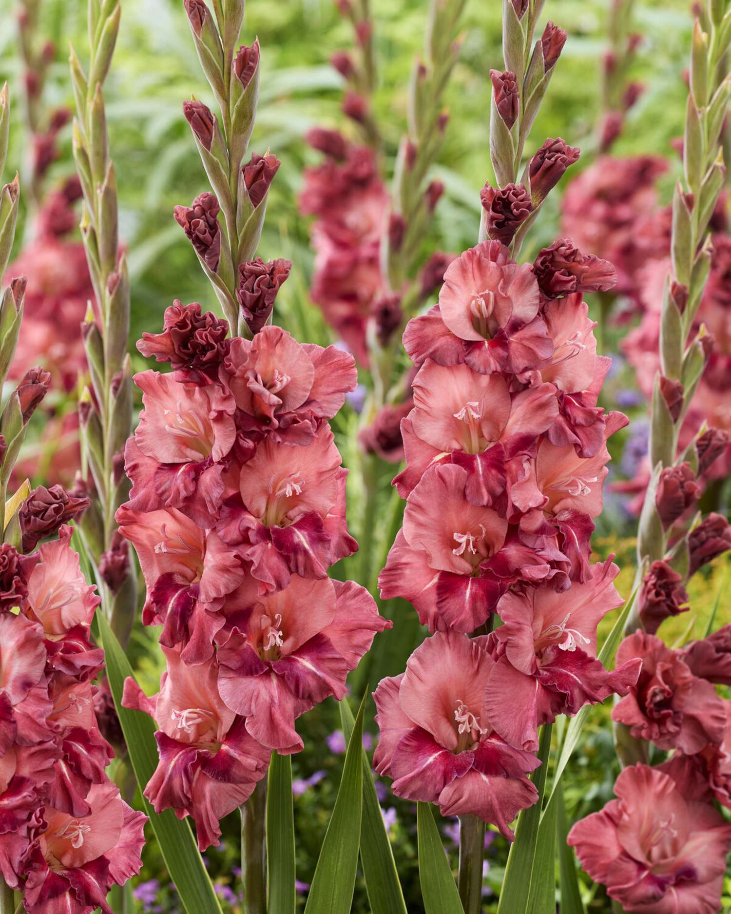 Gladiole 'Rusty Chestnut'