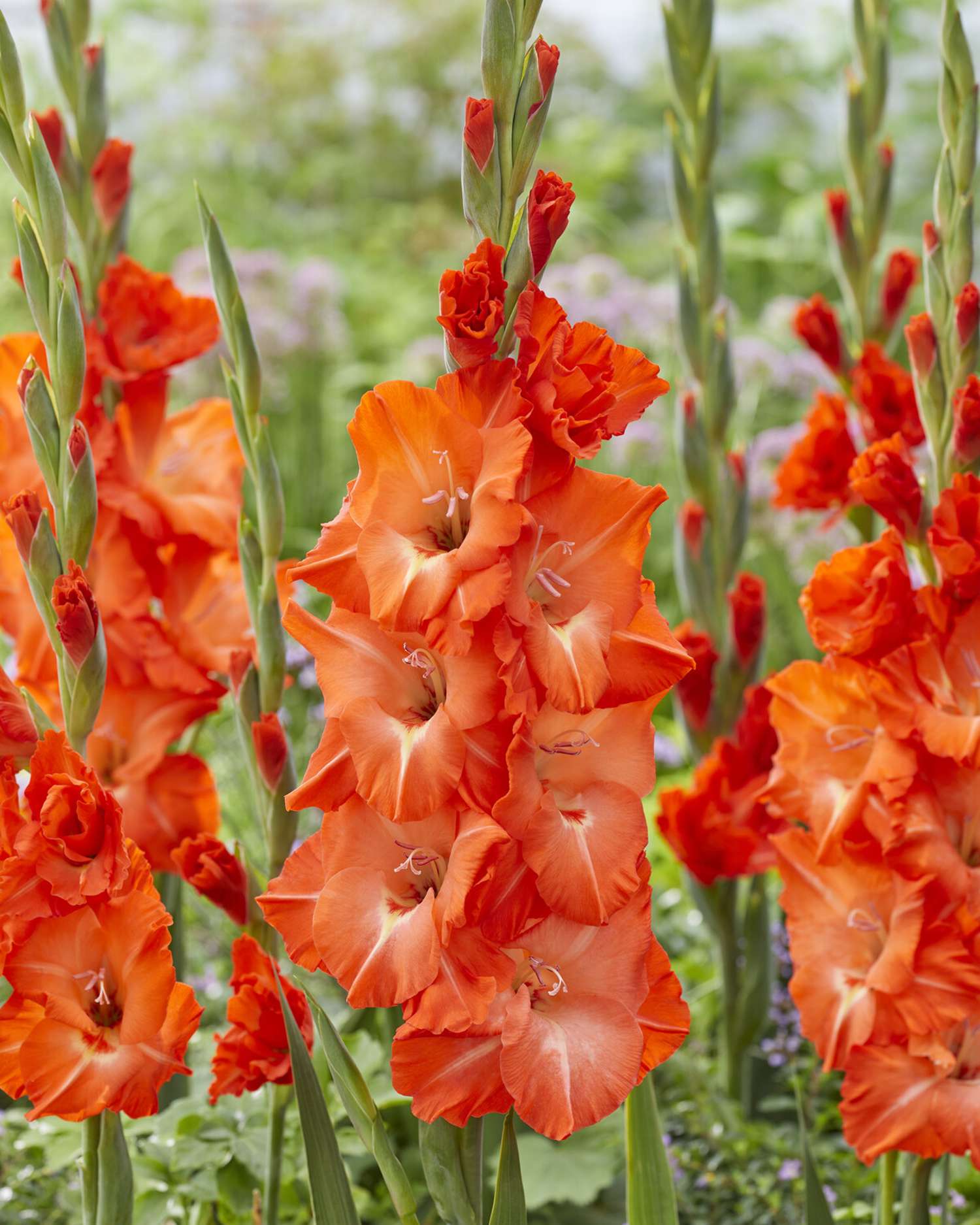 Gladiole 'Stormy'
