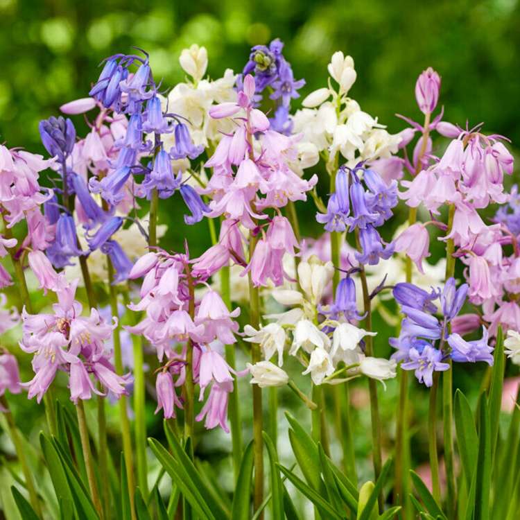 Hasenglöckchen Hispanica-Mischung