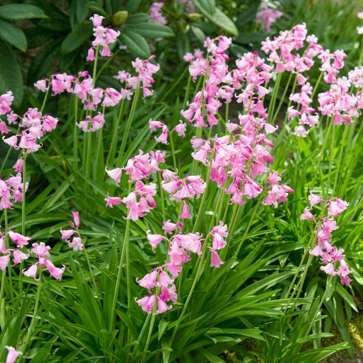 Hasenglöckchen 'Rose Queen'