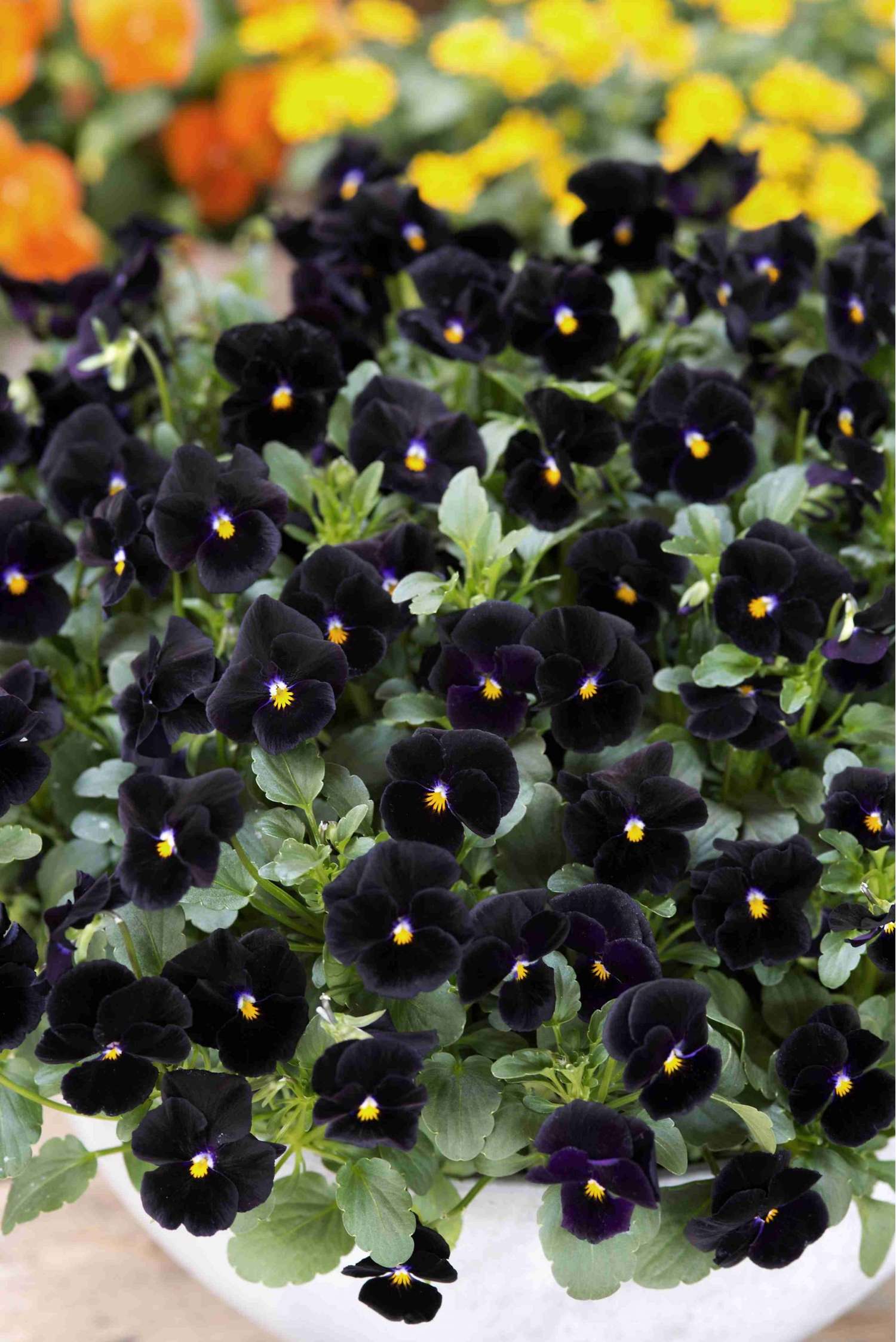 Hornveilchen 'Back To Black' (Samen)