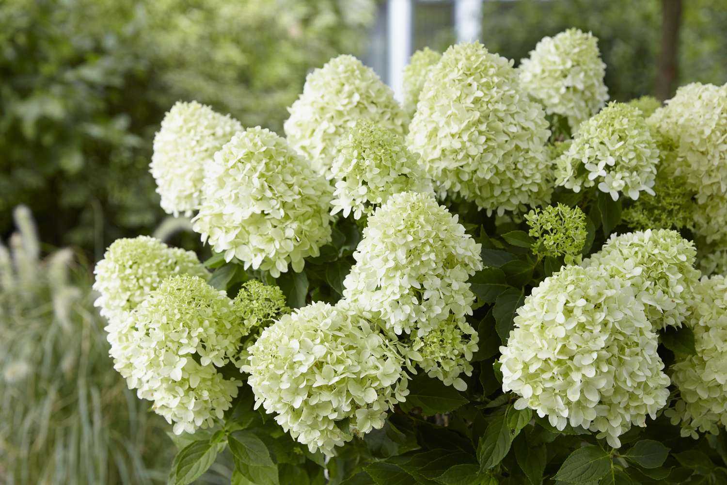 Hortensie ‘Little Spooky’