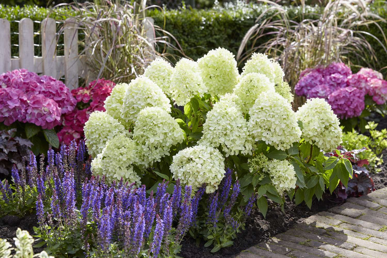Hortensie ‘Little Spooky’