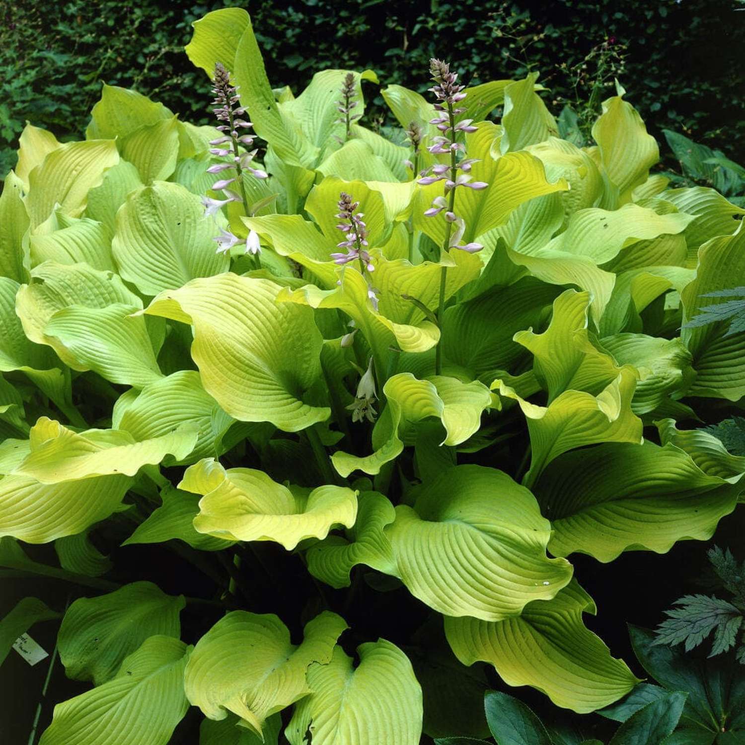 Hosta ‘August Moon’