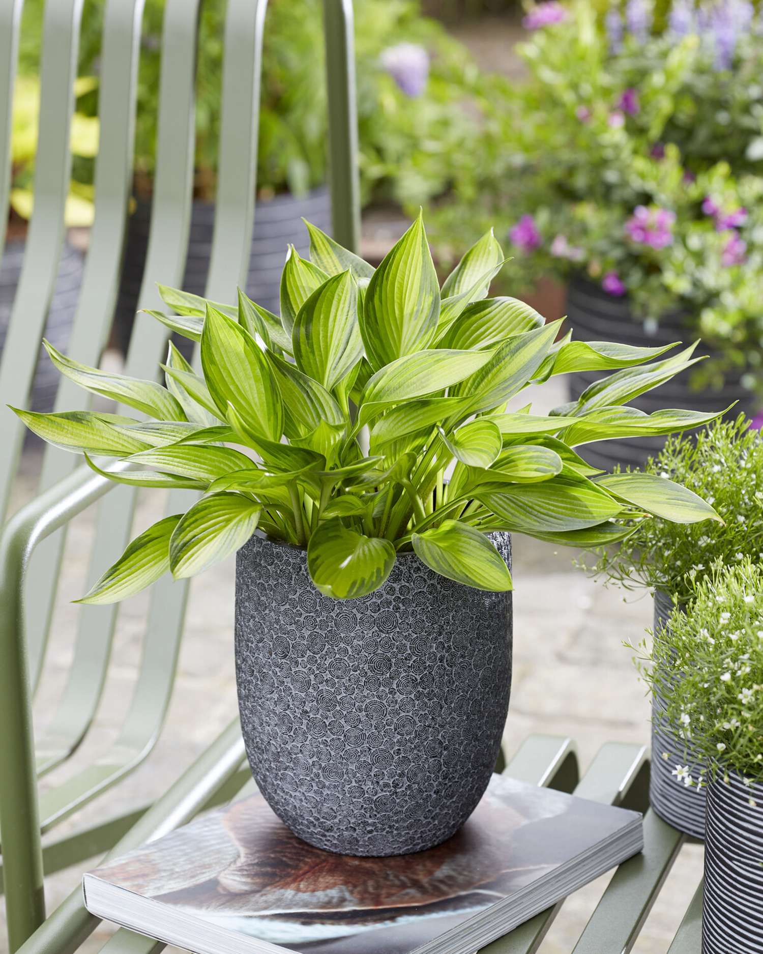 Hosta ‘Ayesha’