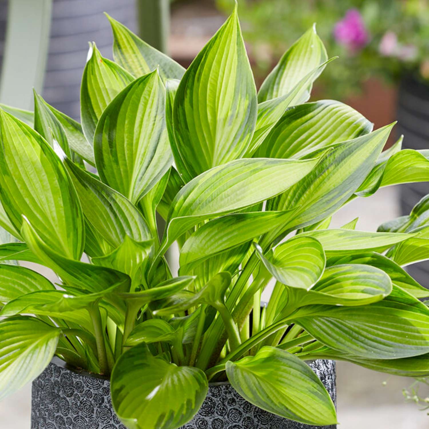 Hosta ‘Ayesha’