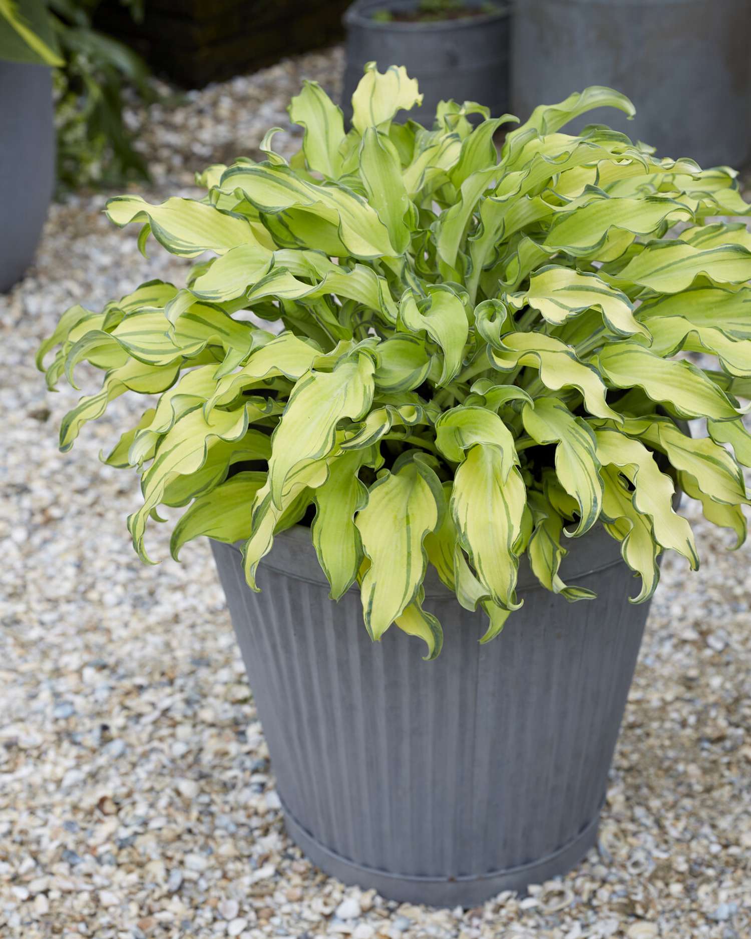 Hosta ‘Gravity Rocks’