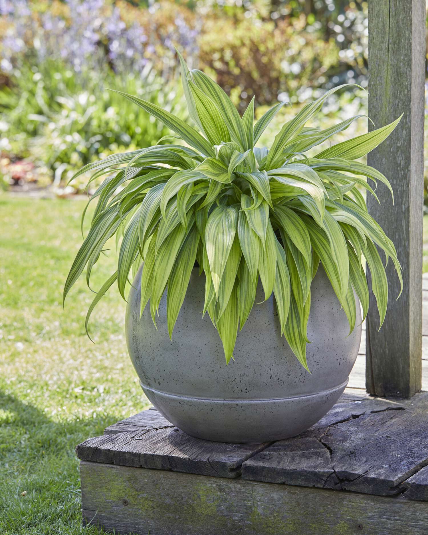Hosta ‘Hyuga Urajiro’