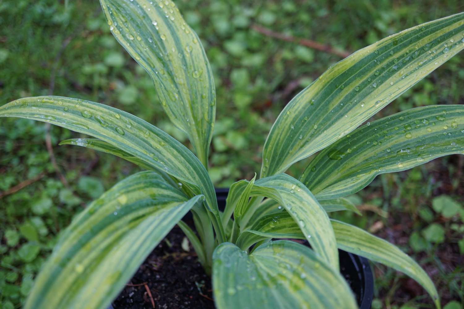 Hosta ‘Hyuga Urajiro’