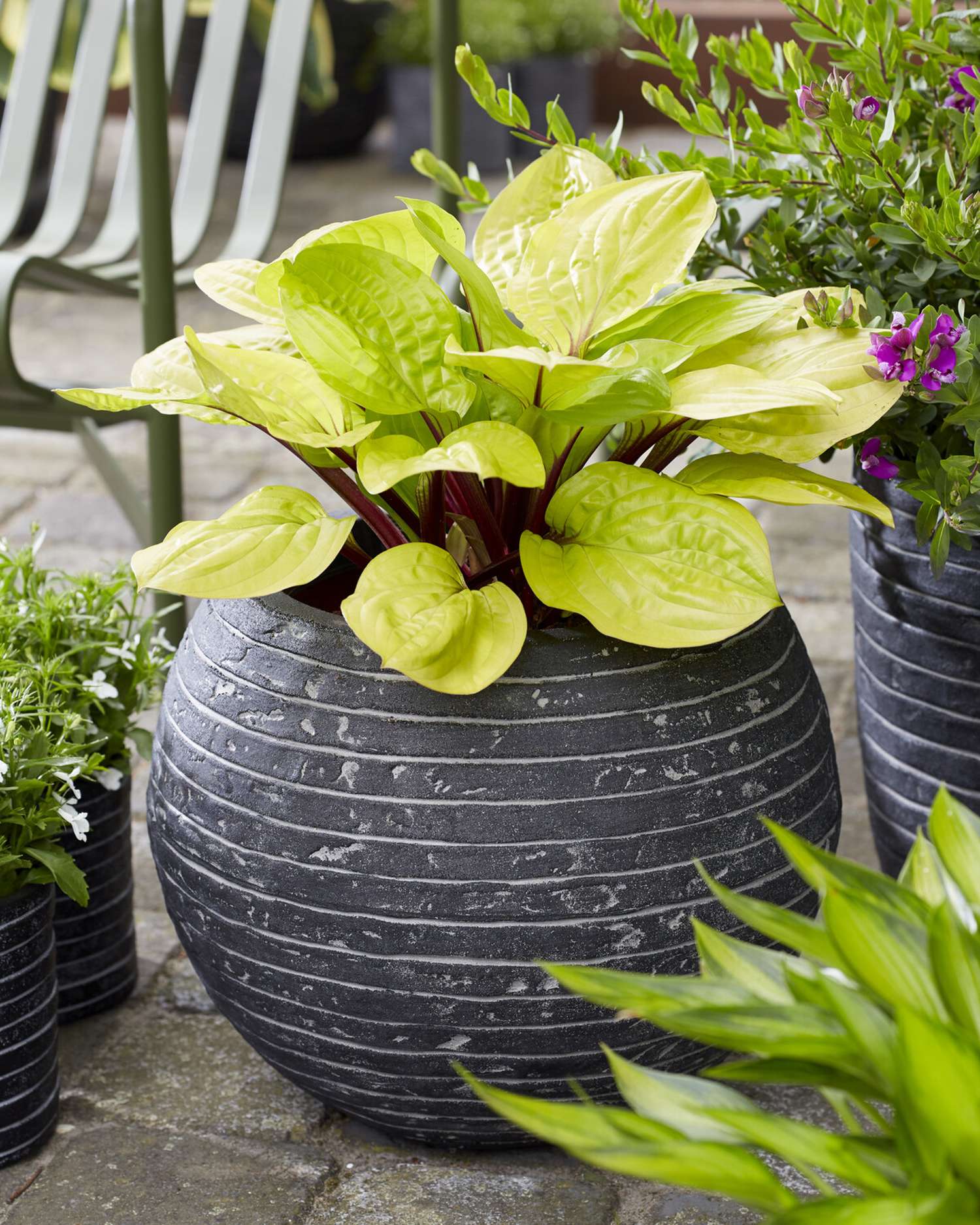 Hosta ‘Lemon Snap’