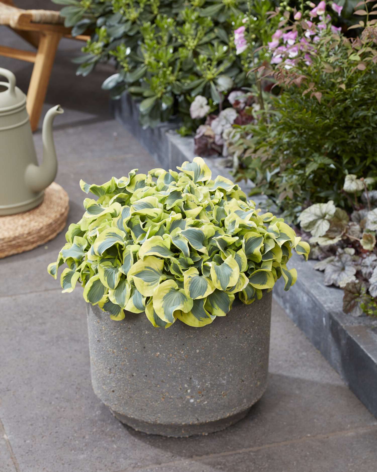 Hosta ‘Mini Skirt’