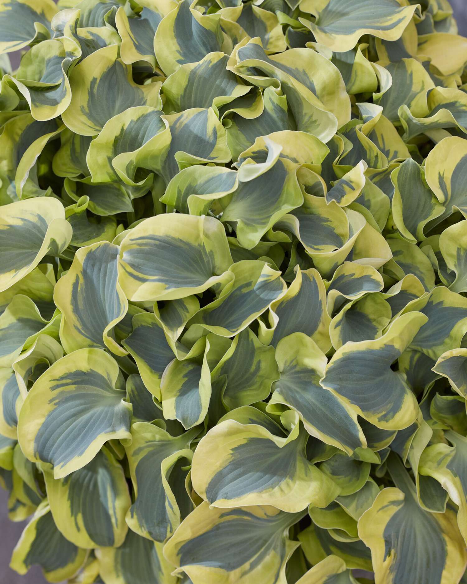 Hosta ‘Mini Skirt’
