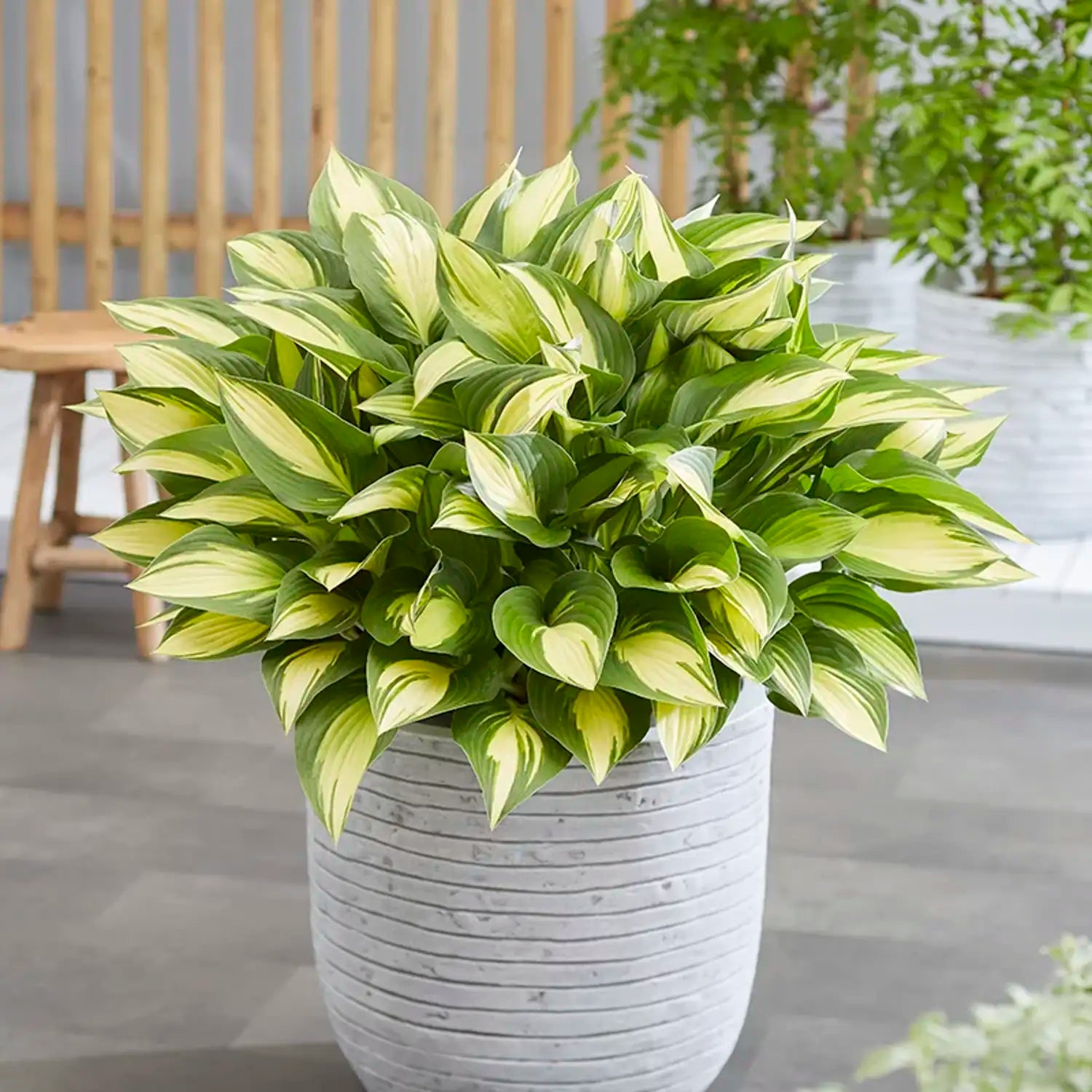 Hosta ‘Tongue of Flame’
