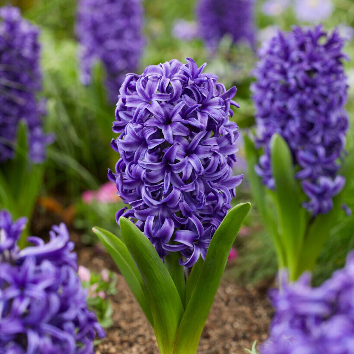 Hyazinthe 'Blue Pearl'