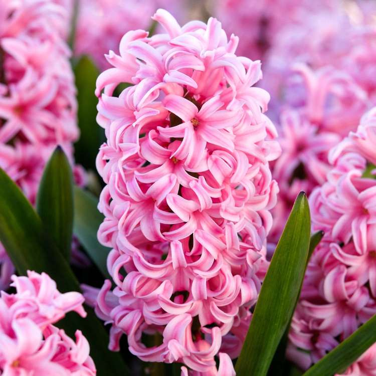 Hyazinthe 'Anna Marie'