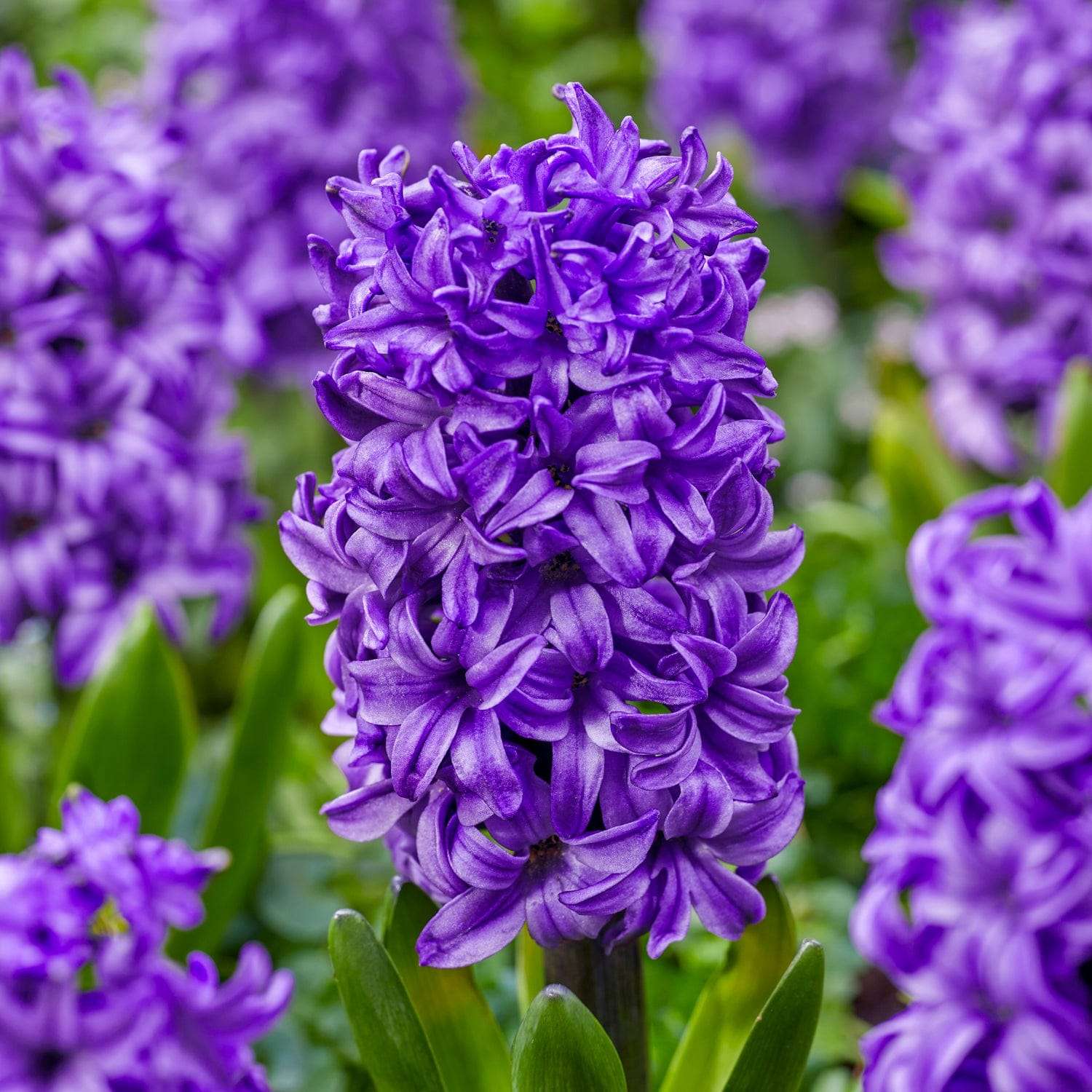 Hyazinthe 'Atlantic'
