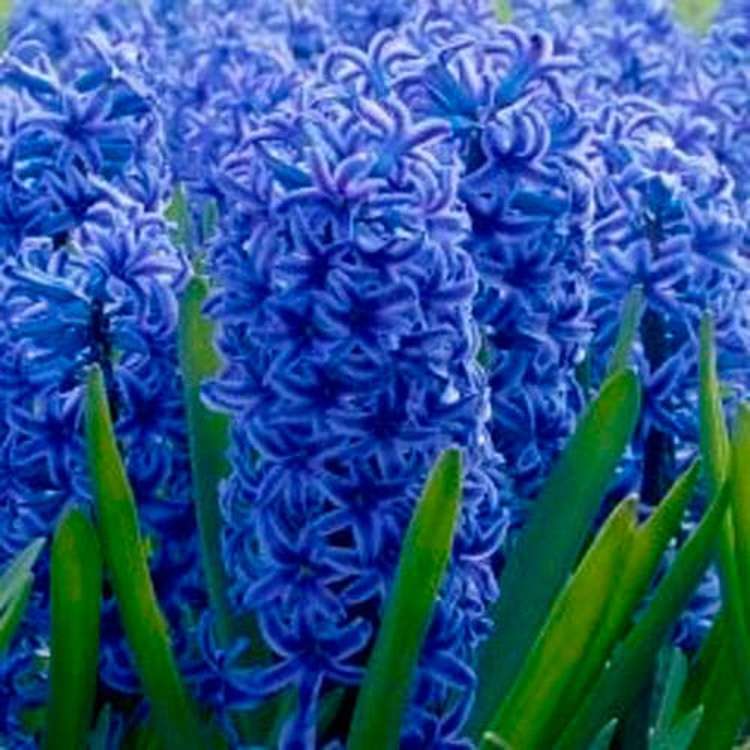 Hyazinthe 'Blue Jacket'