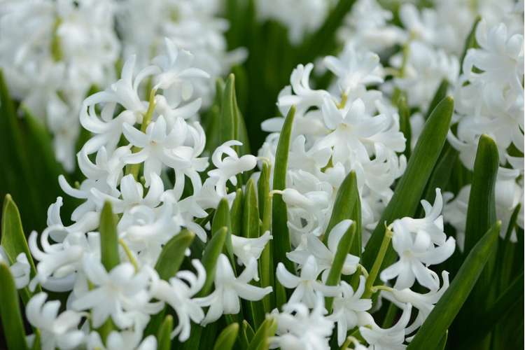 Hyazinthe 'Carnegie'