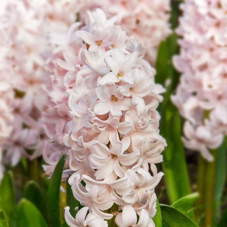Hyazinthe 'China Pink'