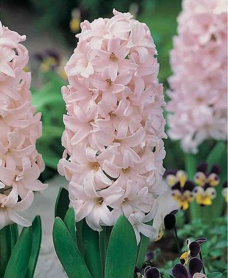 Hyazinthe 'China Pink'