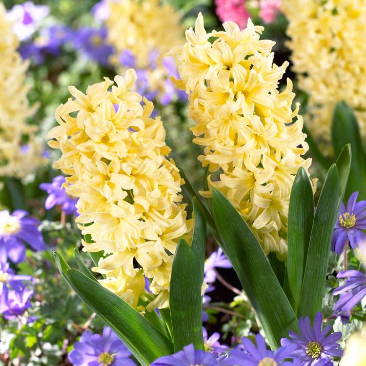 Hyazinthe 'City of Haarlem'