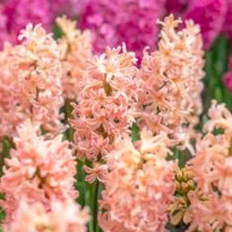 Hyazinthe 'Gipsy Queen'