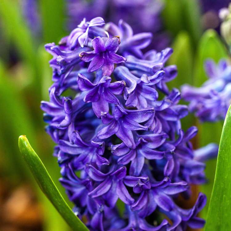 Hyazinthe 'Peter Stuyvesant'