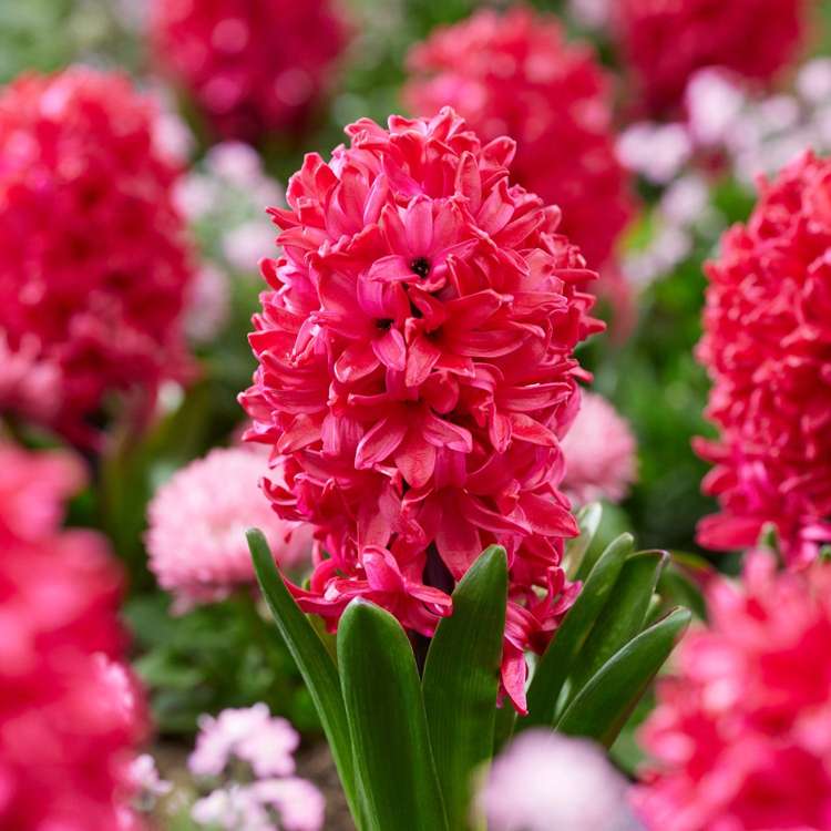 Hyazinthe 'Red Glory'