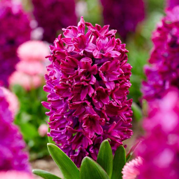 Hyazinthe 'Woodstock'